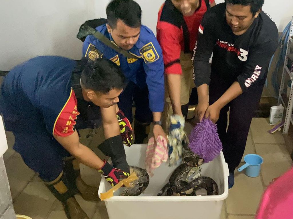 Damkar Evakuasi Ular Sanca 4 Meter dari Saluran Air Rumah di Bogor