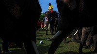 Acara tanding bola gajah digelar untuk memeriahkan Piala Dunia 2022.  