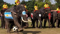 Kumpulan gajah ini merupakan gajah yang sudah terlatih.  