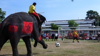 Gajah-gajah ini ikut pertandingan sepak bola dengan para siswa.  