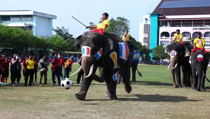 Gajah-gajah Thailand Ikut Meriahkan Piala Dunia 2022 An elephant kicks a penalty shot during a soccer match with students in Ayutthaya province, Thailand, December 13, 2022. REUTERS/Athit Perawongmetha