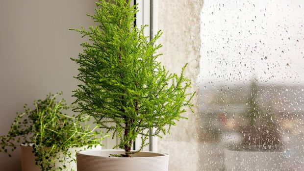 Lemon cypress in a white pot by the window, raindrops on the glass. Place for text, selective focus