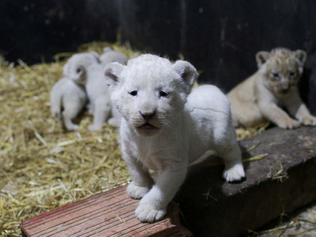 Lucunya Singa Putih yang Baru Lahir di Aljazair Ini
