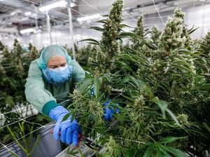 Melihat Pertanian Ganja Medis di Jerman