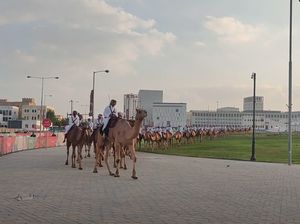 Melihat Ratusan Unta Olahraga di Corniche Doha