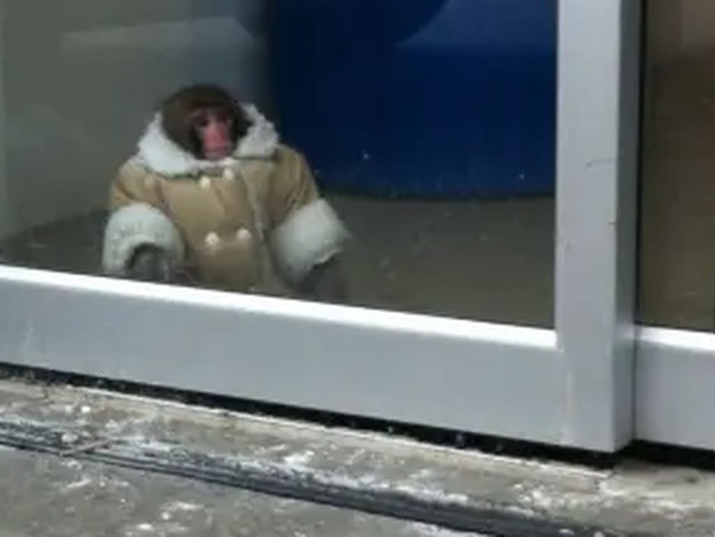 Monyet IKEA ini 10 Tahun Lalu Viral, Bagaimana Kabarnya Sekarang? Monyet IKEA ini 10 Tahun Lalu Viral, Bagaimana Kabarnya Sekarang?