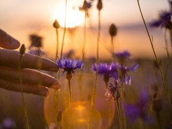 Kisah Kelembutan dan Kedermawanan Aisyah, Sang Ummul Mukminin