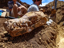 Bagaimana Cara Menentukan Usia Fosil? Ini Dia 2 Tekniknya