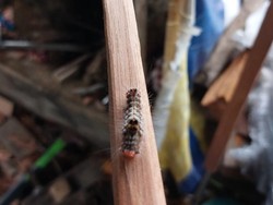 Ribuan Ulat Bulu Serang Rumah Warga di Lingga