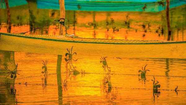 Pesona Matahari Terbenam di Tempat Penangkaran Kepiting di China