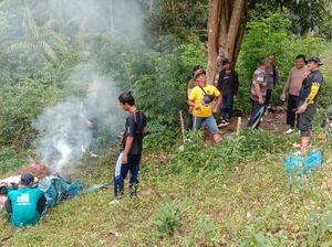 Polisi Temukan 8 Hektare Ladang Ganja di Madina