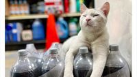 10 Potret Kucing Saat Malas-malasan Jadi Pegawai Toko Makanan