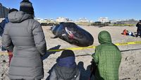 Ada Paus Sperma Terdampar di Pantai New York, Ini Penampakannya
