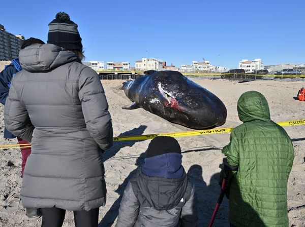 Ada Paus Sperma Terdampar di Pantai New York, Ini Penampakannya