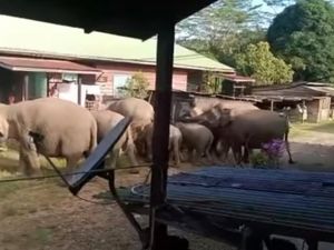 Viral Kawanan Gajah Masuk Permukiman di Nunukan, Tim BKSDA Dikerahkan