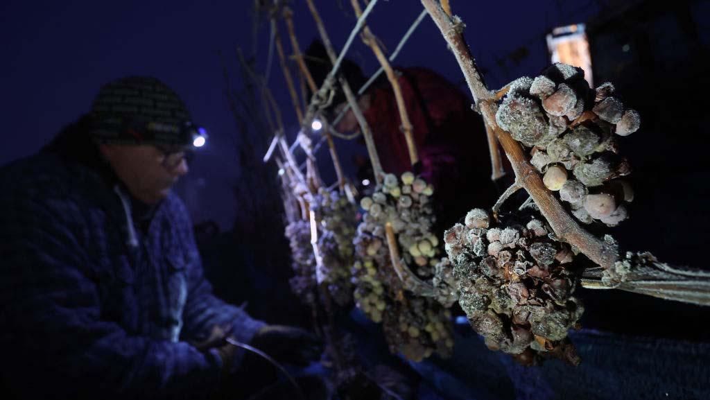 Musim Dingin, Petani Bavaria Tetap Panen Anggur Musim Dingin, Petani Bavaria Tetap Panen Anggur