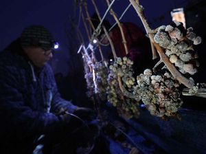 Musim Dingin, Petani Bavaria Tetap Panen Anggur Musim Dingin, Petani Bavaria Tetap Panen Anggur