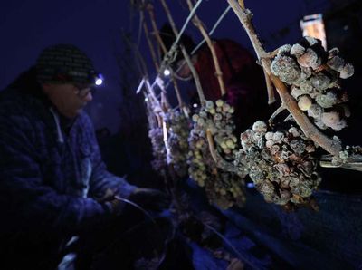 Musim Dingin, Petani Bavaria Tetap Panen Anggur