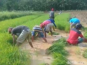 Di Balik Harga Meroket, Petani di Sampang Kelimpungan Cari Pupuk Subsidi Di Balik Harga Meroket, Petani di Sampang Kelimpungan Cari Pupuk Subsidi