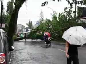 Hujan Deras Disertai Angin Kencang Terjang Tasik, Pohon Besar Tumbang