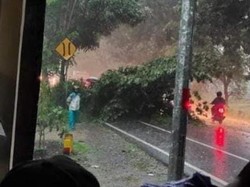 Pemotor di Nganjuk Tewas Tertimpa Pohon Tumbang