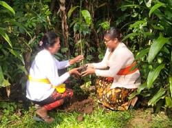 7 Ribu Pohon Ditanam di Batukaru, Hutan Dijaga dengan Hukum Adat