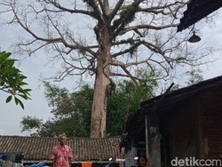Randu Alas Berusia Tiga Abad di Klaten Bakal Ditebang, Warga Iuran