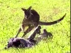 Mengapa Hewan Punya Ekor? Ini 7 Fungsinya