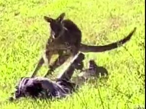 Mau Puk-puk Kanguru, Wanita Ini Dikejar Sampai Cium Tanah Mau Puk-puk Kanguru, Wanita Ini Dikejar Sampai Cium Tanah