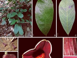 Ahli Botani Universitas Samudra Temukan Spesies Baru Tanaman Berbunga di Sumatera