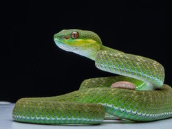 Ilmuwan Ungkap Ular Betina Ternyata Punya Klitoris