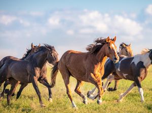 5 Hewan Peliharaan Nabi SAW, dari Kuda hingga Domba