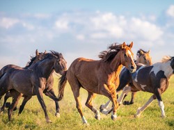 5 Hewan Peliharaan Nabi SAW, dari Kuda hingga Domba