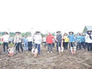 2023, Pemkab Dairi Bakal Terima Bantuan Bibit Jagung-Padi dari Kementan