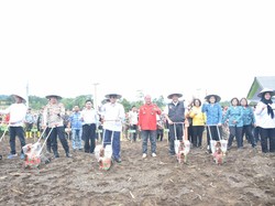 2023, Pemkab Dairi Bakal Terima Bantuan Bibit Jagung-Padi dari Kementan