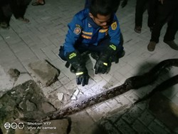 Damkar Tangkap Ular Sanca 4 Meter yang Sumbat Pipa Air Warga di Bogor