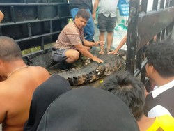 BKSDA Evakuasi Buaya Berusia 30 Tahun dari Lokasi Banjir di Sergai