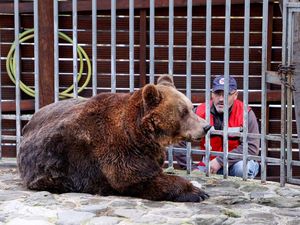 20 Tahun Dikurung di Restoran Tema Beruang, Beruang Ini Akhirnya Dibebaskan