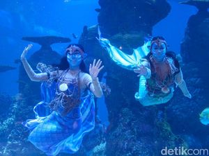 Wow... Ada Putri Duyung Berwajah Avatar di Jakarta Aquarium Wow... Ada Putri Duyung Berwajah Avatar di Jakarta Aquarium