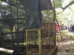 BKSDA Belum Evakuasi Satwa Dilindungi di Bogor Mini Zoo: Masih Didata