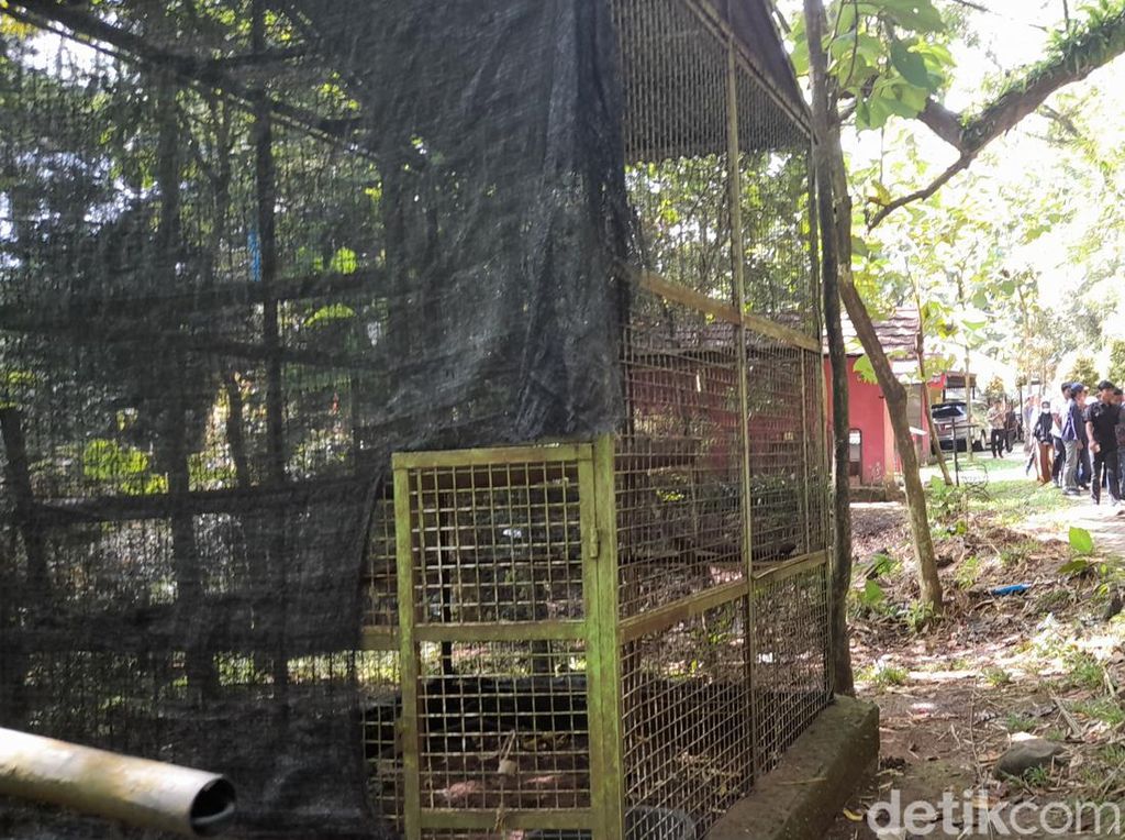 Kandang di Bogor Mini Zoo Kosong, Monyet Tampak Berkeliaran di Pepohonan