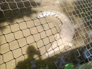 6 Fakta Bogor Mini Zoo Ditutup Usai Viral Monyet Mati