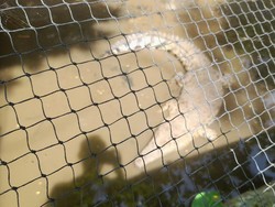 BKSDA Temukan Satwa Dilindungi asal Pasar Pramuka di Bogor Mini Zoo