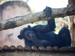 Dunia Hari Ini: Tiga Simpanse Ditembak Mati di Kebun Binatang Swedia