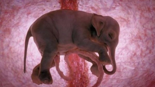 Foto Memukau Saat Bayi Hewan dalam Kandungan