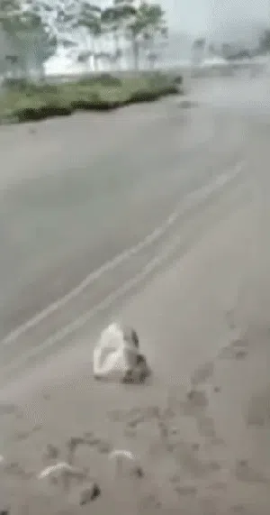 Geger Pasir Mengalir Tanpa Air di Jalur Lahar Gunung Semeru