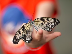 Studi: Kupu-kupu Ingat Pengalaman saat Masih Berupa Ulat