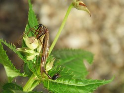 Peneliti Temukan Spesies Lalat Kalajengking, Ada di Indonesia?