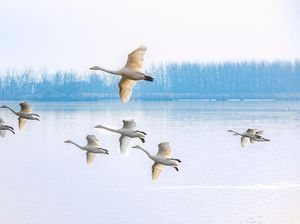 Banyak Hewan Juga Bermigrasi Jarak Jauh, Kenapa Tak Alami Jet Lag?