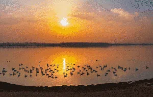 Lokasi Memukau Migrasi Angsa di China, Bikin Takjub